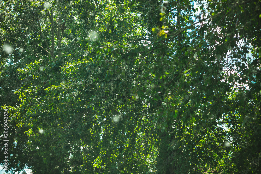 Fototapeta premium Poplar tree full of green foliage shedding its airborne cottonwood seeds, creating a light, fluffy spectacle against a bright summer sky, symbolizing allergy season and the changing environment