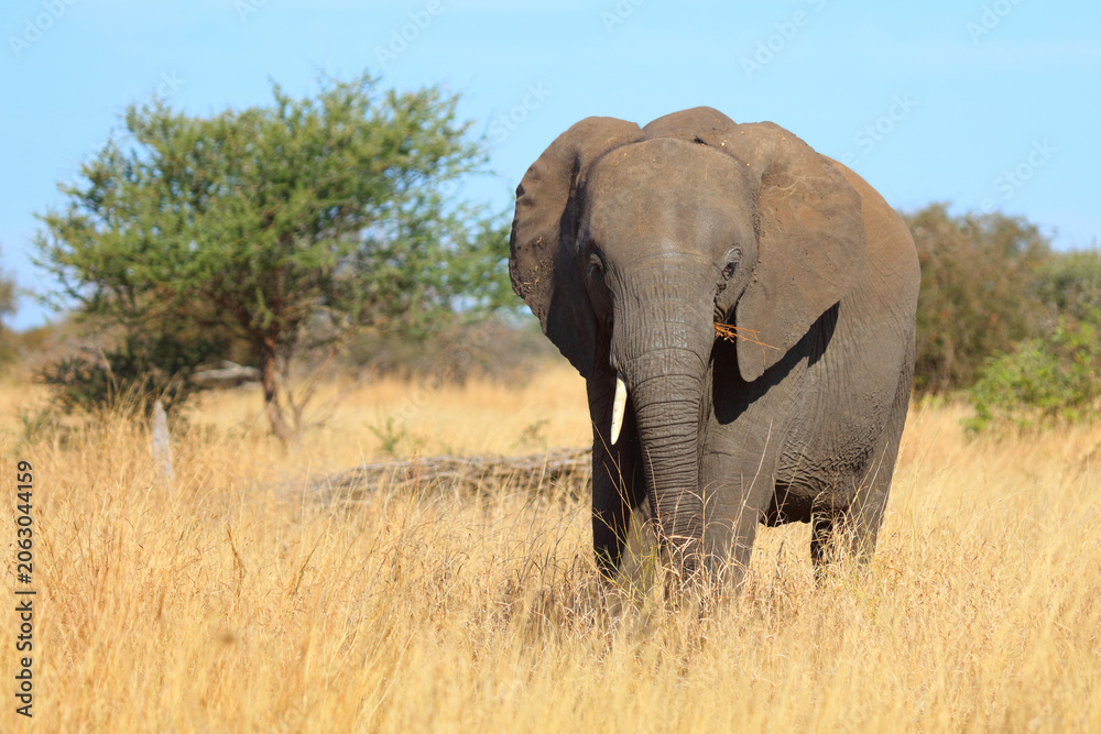 Fototapeta premium Afrikanischer Elefant / African elephant / Loxodonta africana