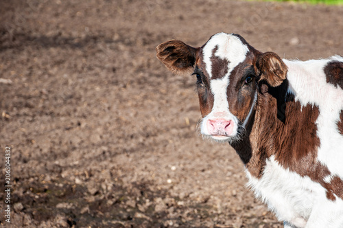Red and White Holando Argentino Calf on a Dairy Farm