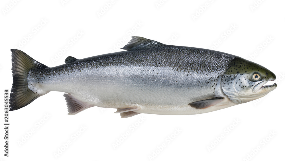 Obraz premium Atlantic Salmon Fish Side View