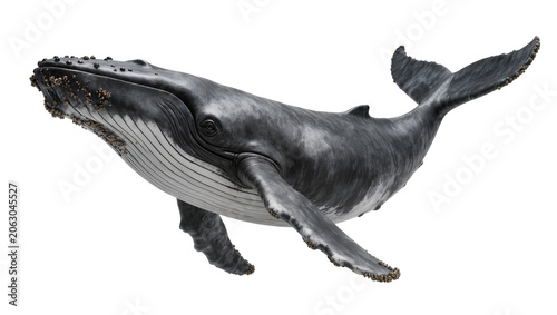 Konstfotografi Humpback whale swimming with barnacles on head and fins