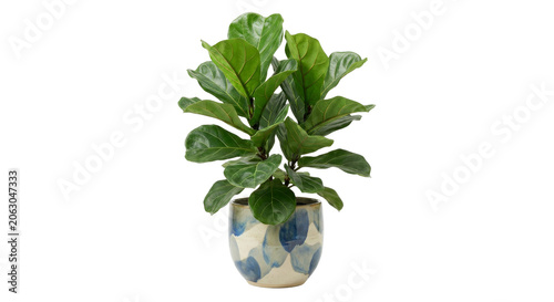 Fényképezés Stylish fiddle leaf fig plant in decorative ceramic pot