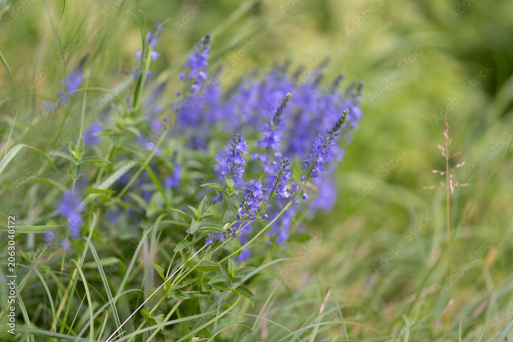Obraz premium Purple wildflowers in grassy meadow