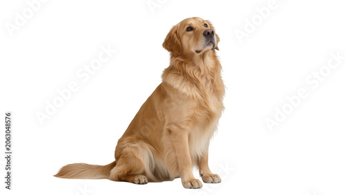 Canvas Print Golden Retriever dog sitting attentively, looking up
