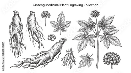 Konstfotografi Set of hand drawn ginseng roots, leaves and berries