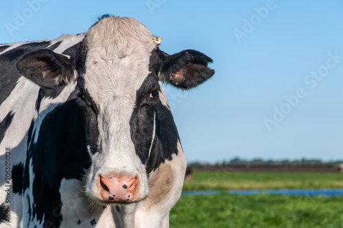 Holstein Friesian-Holando Argentino Dairy Cow Portrait in Green Pasture