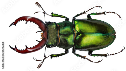 Photos Stag beetle with large red mandibles and metallic green body