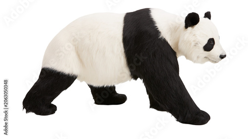 Obraz na płótnie Giant panda bear walking side view black and white fur