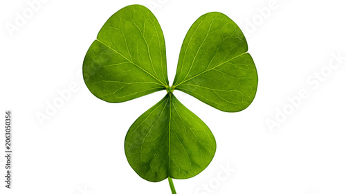 Fotografi Green clover leaf with three heart-shaped lobes and visible veins