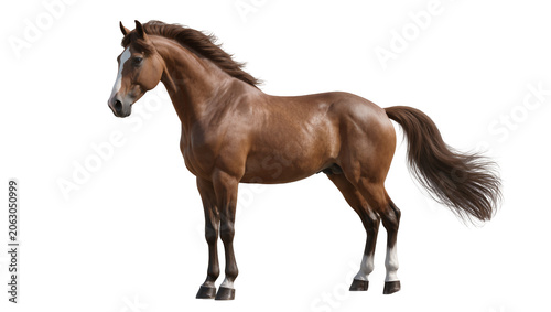 Brown horse with white blaze on face and white socks