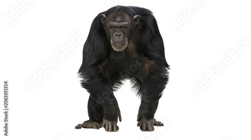 Konstfotografi Chimpanzee standing on all fours front view black fur, ape primate
