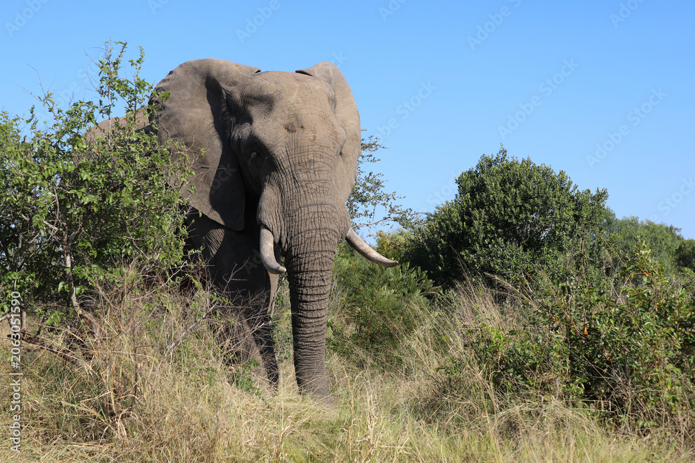 Obraz premium Afrikanischer Elefant / African elephant / Loxodonta africana