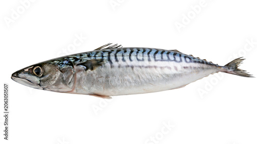 Fotografie Atlantic mackerel fish with wavy dark blue stripes on silver body
