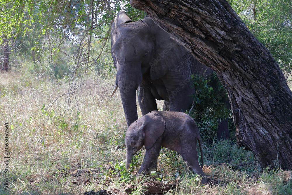 Obraz premium Afrikanischer Elefant / African elephant / Loxodonta africana