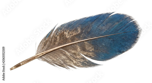 Фотография Beautiful blue and brown feather isolated on a white background