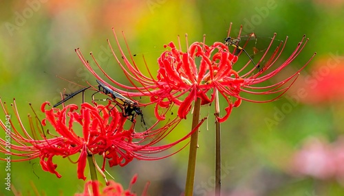 A vibrant close-up of two bright red flowers with long, thin stamens