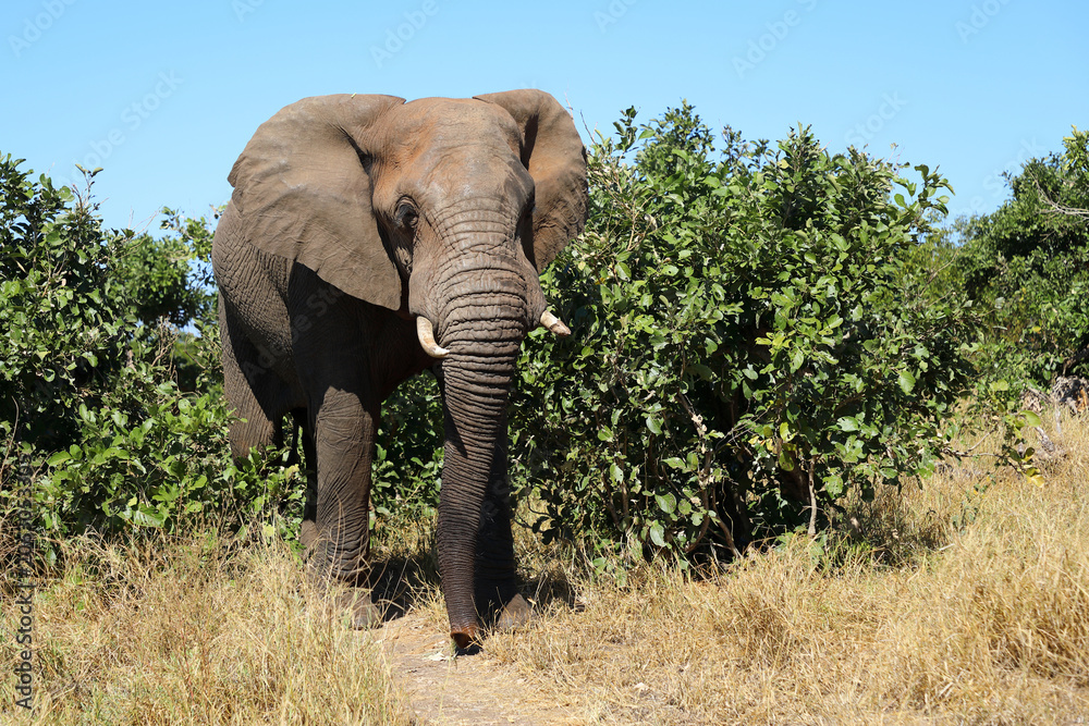 Fototapeta premium Afrikanischer Elefant / African elephant / Loxodonta africana