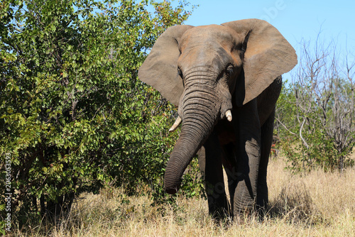 Photography Afrikanischer Elefant / African elephant / Loxodonta africana