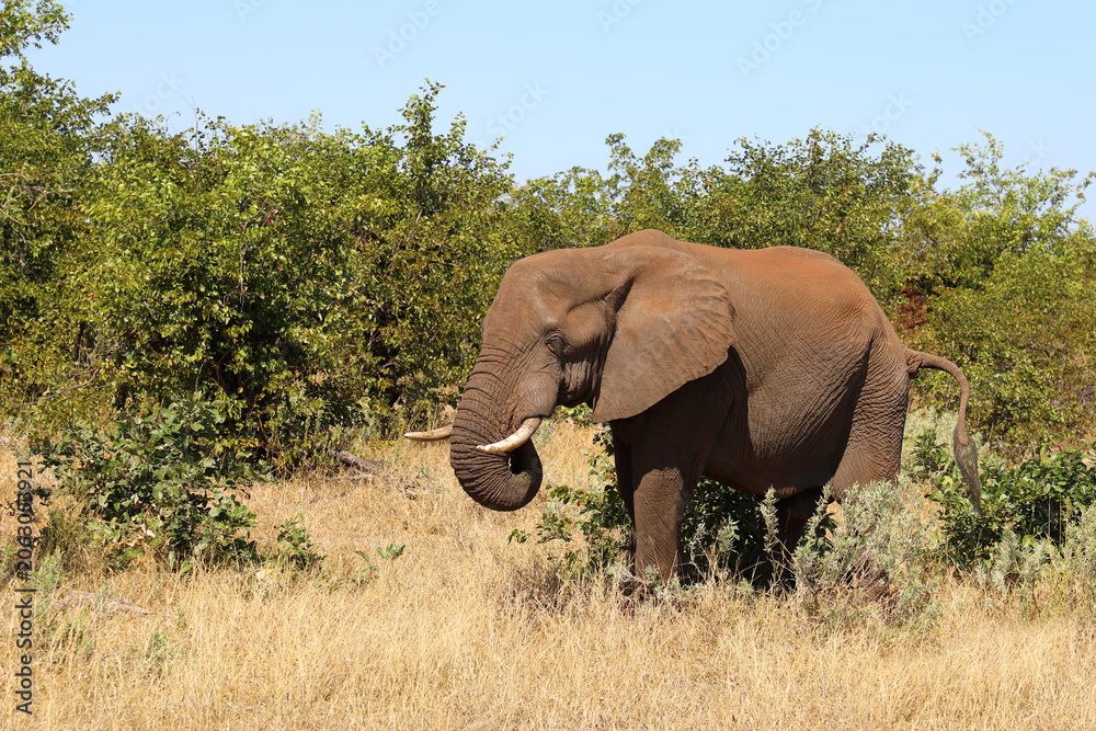 Fototapeta premium Afrikanischer Elefant / African elephant / Loxodonta africana
