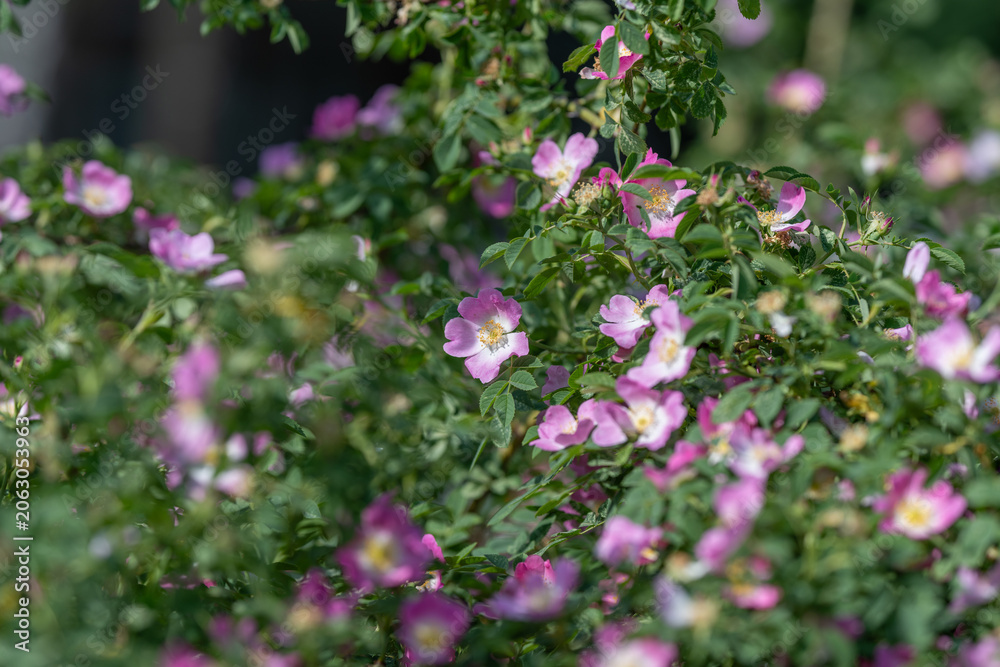 Obraz premium Wild rose bush with pink blossoms in soft sunlight