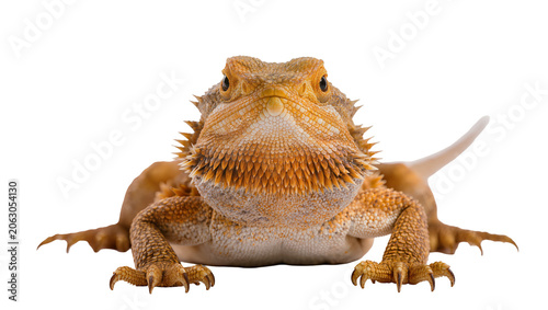 Obraz na płótnie Bearded dragon reptile with spiky beard and scales