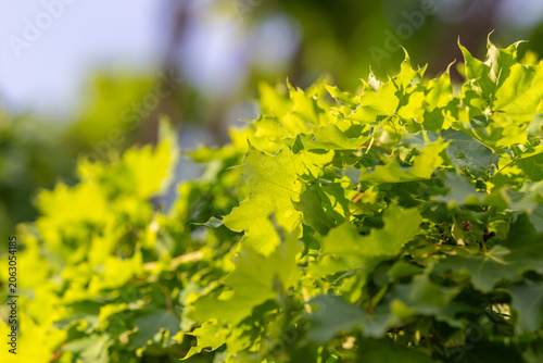 Photos Sunlit green maple leaves on a summer branch