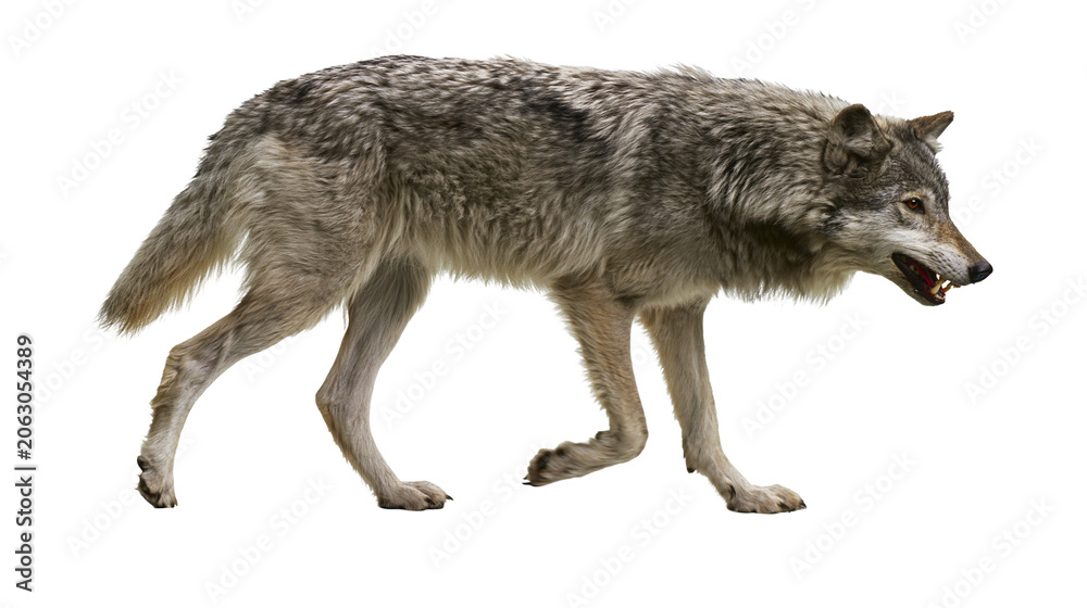 Fototapeta premium Gray wolf walking with mouth open showing teeth