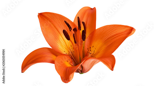 Fotografie Orange lily flower with dark stamens and speckled petals