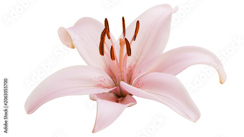 Foto Delicate pink lily flower with brown stamens