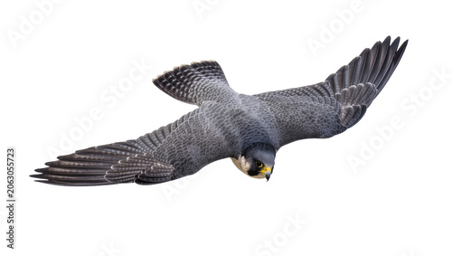 Foto Peregrine falcon in flight with wings spread