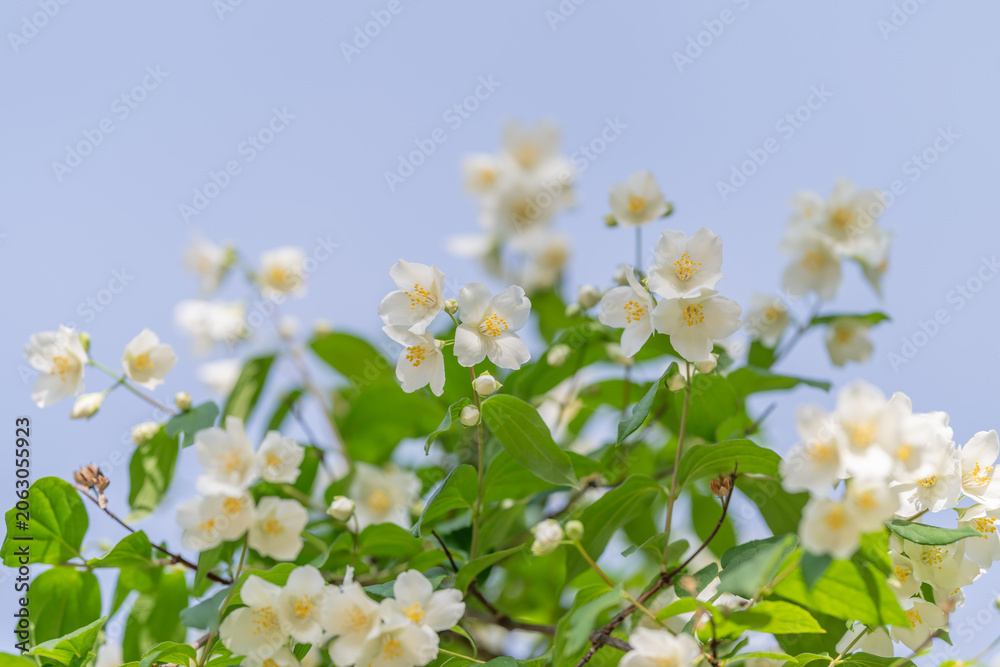 Fototapeta premium Jasmine blossoms on green branches against pale blue sky