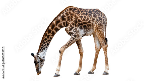 Φωτογραφία Giraffe with patterned fur bending down to drink or eat