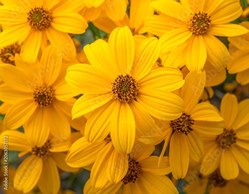 A vibrant cluster of bright yellow flowers with dark centers (1)
