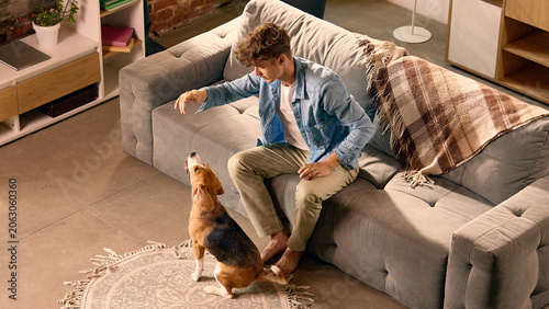 Foto Beagle dog sitting near sofa during home training session
