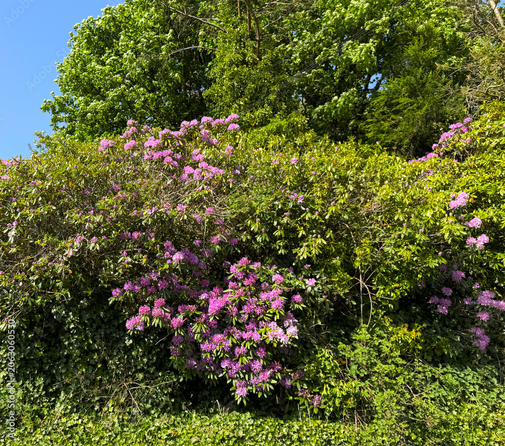 Obraz premium Bright pink rhododendrons flare against the deep, lush greens, their blossoms glowing like small lanterns nestled in the foliage. The contrast is vivid and full of life near Stanbury, Haworth, UK.