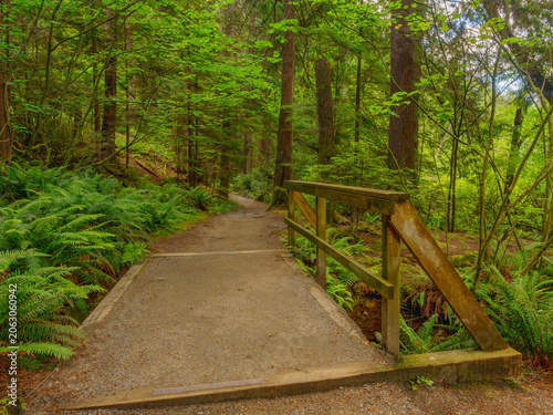 Φωτογραφία Lush green ferns by footbridge with wooden railings on BC urban forest trail in Spring