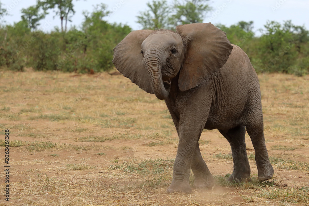 Fototapeta premium Afrikanischer Elefant / African elephant / Loxodonta africana