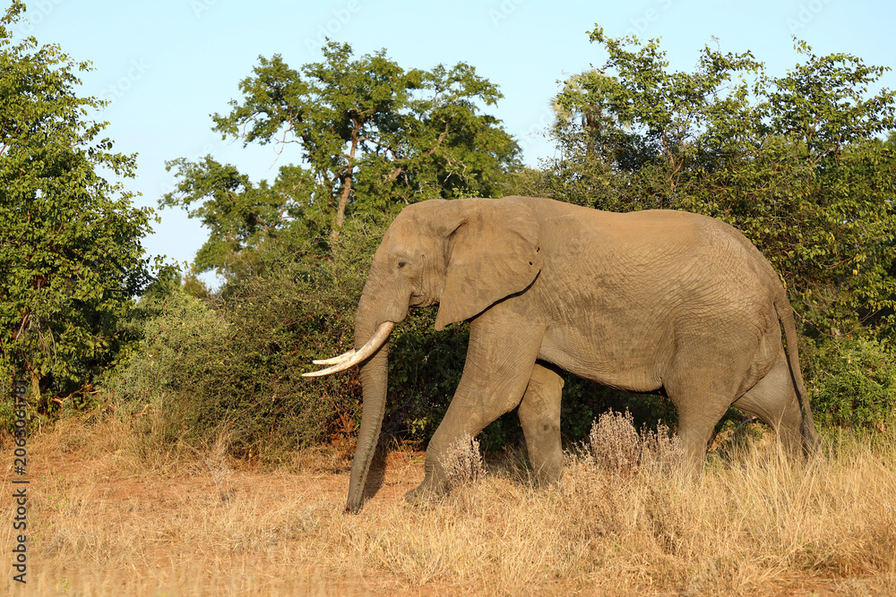 Fototapeta premium Afrikanischer Elefant / African elephant / Loxodonta africana