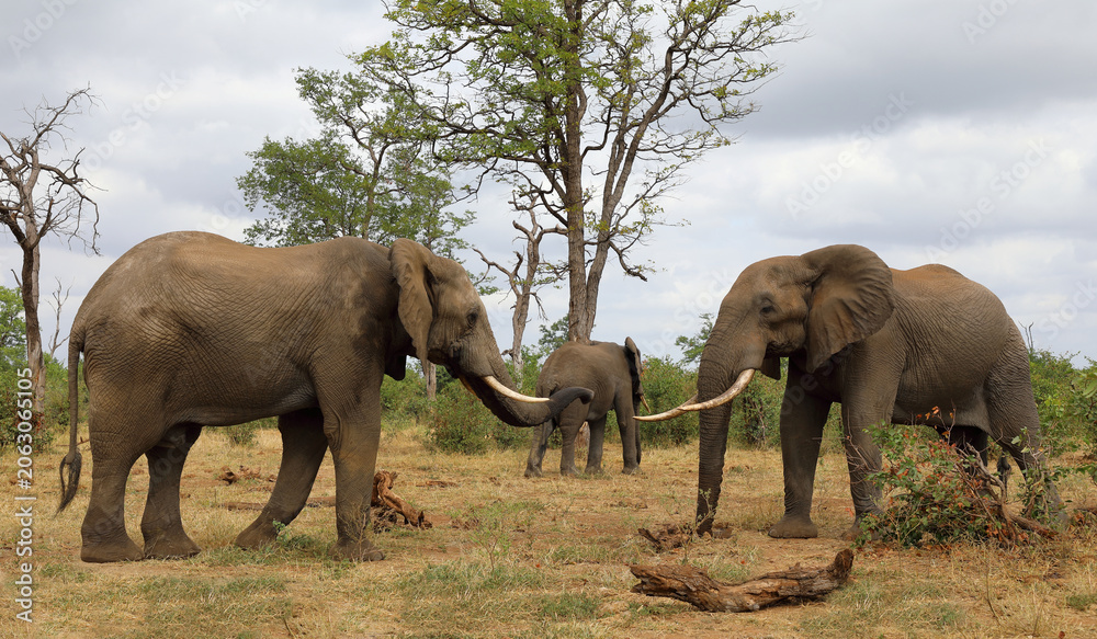 Fototapeta premium Afrikanischer Elefant / African elephant / Loxodonta africana