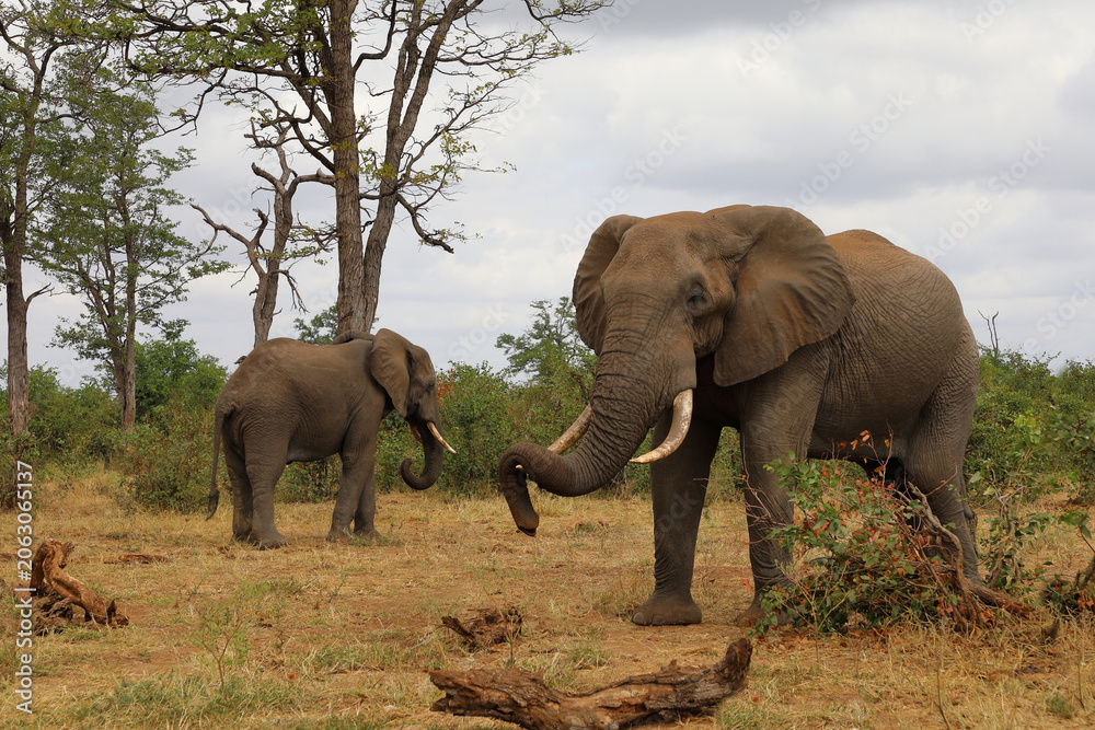 Fototapeta premium Afrikanischer Elefant / African elephant / Loxodonta africana