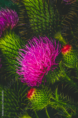 Canvas Print Bright pink thistle flowers among green thistle plants in a natural setting duri