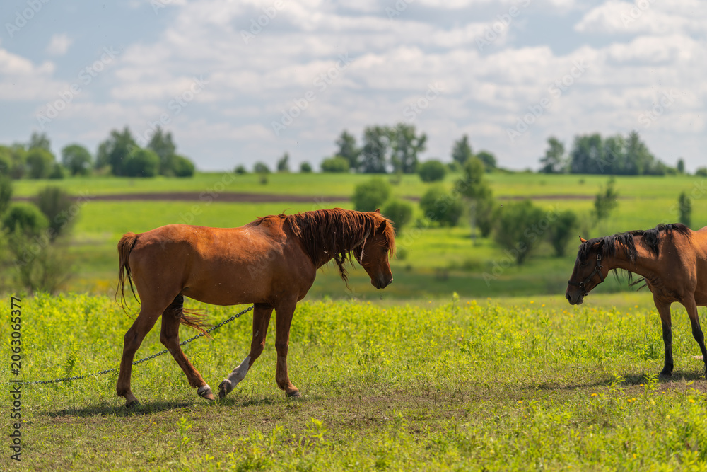 Obraz premium Two horses grazing on a sunlit grassy meadow with distant trees