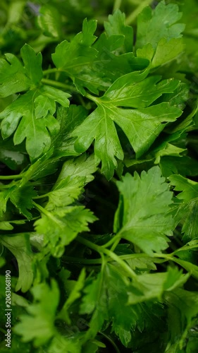 Heap of fresh parsley leaves close up, rotation