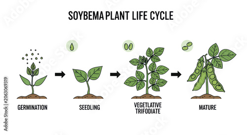 Obraz na plátně Soybean plant life cycle stages from germination to maturity