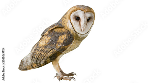 Фотография Barn owl with heart-shaped face and speckled plumage