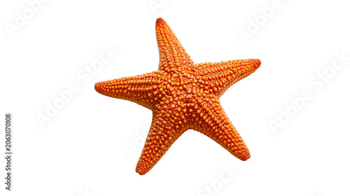 Fotografija Orange starfish with five arms and textured surface