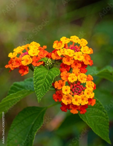 A vibrant cluster of small, multicolored flowers with green leaves