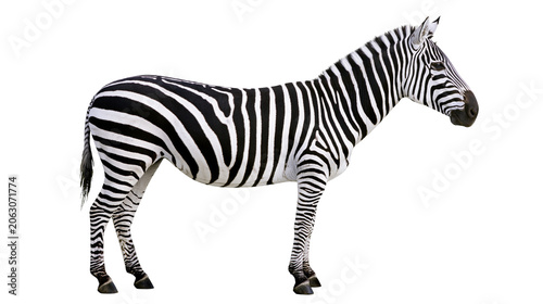 Tableau sur toile Zebra standing profile view black and white stripes