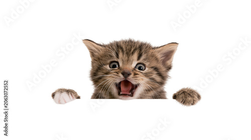 Cuadro en lienzo Surprised tabby kitten peeking over a white surface with paws visible
