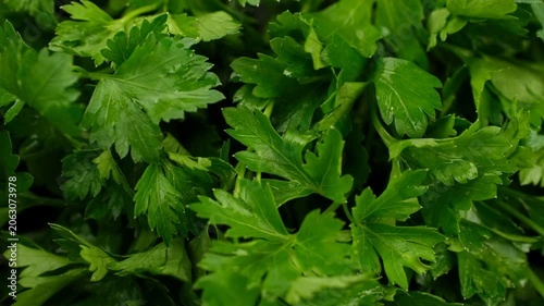 Fresh parsley leaves close up, slider view